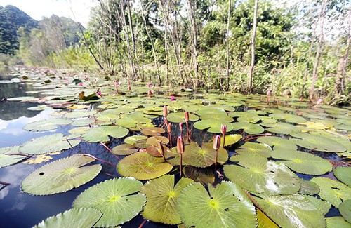 Yen stream in water lilies blooming season - ảnh 3